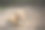 拴在链子上的又脏又可爱的小狗图片下载