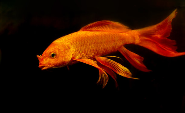 黑色背景上的金鱼。选择性聚焦，特写。图片下载