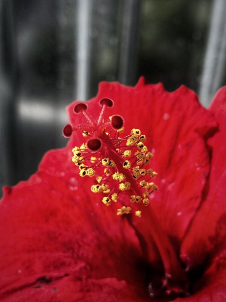 红色木槿的雌蕊和雄蕊的特写图片下载