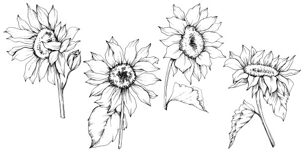 向量向日葵花植物花。黑白篆刻水墨艺术。孤立的向日葵插图元素。图片下载