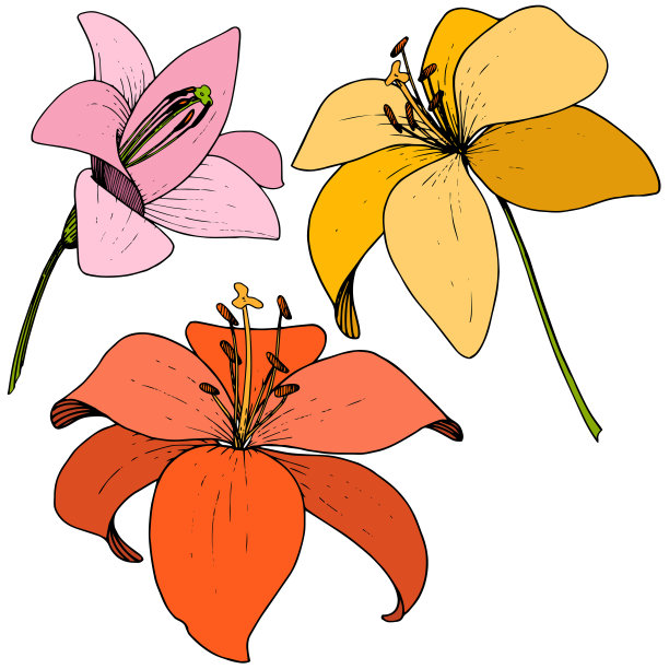 矢状花百合植物花。在白色背景上雕刻的水墨艺术。分离百合插图元素。图片下载