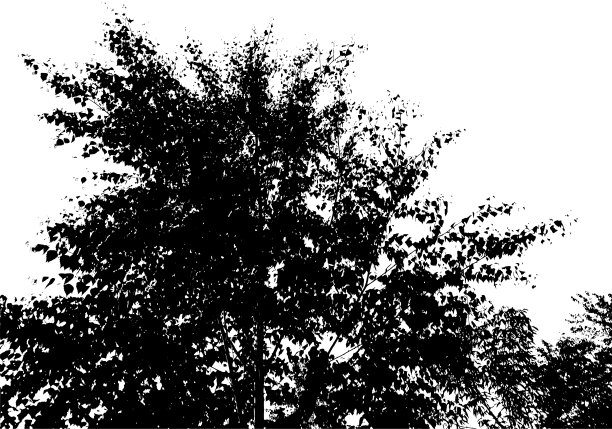 黑树轮廓。有拷贝空间的卡片。孤立在白色背景上。矢量性质说明图片下载