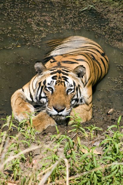 在坎哈老虎保护区休息的老虎图片下载