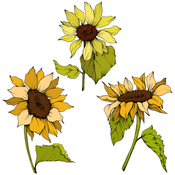 向量向日葵花植物花。黄绿镌刻水墨艺术。孤立的向日葵插图元素。图片下载