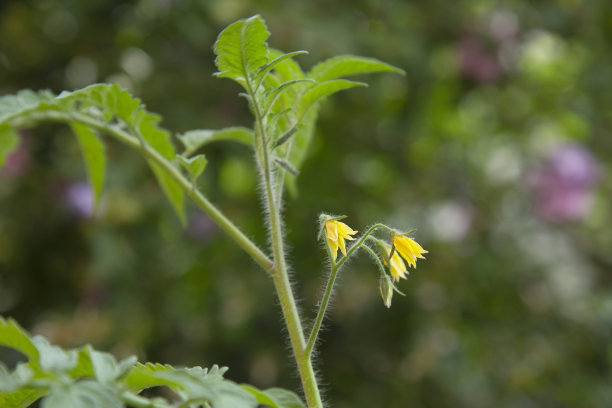 西红柿在绿色的树枝上开花图片下载