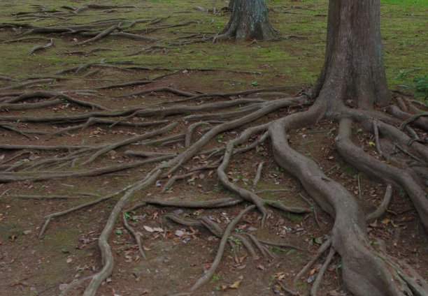 树根在地上伸展。图片下载