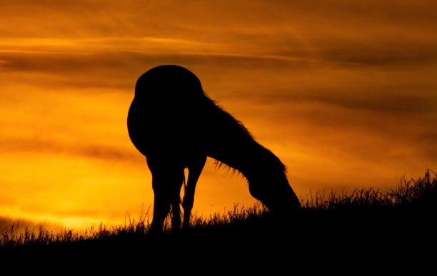 以灼热的日落为背景图片下载