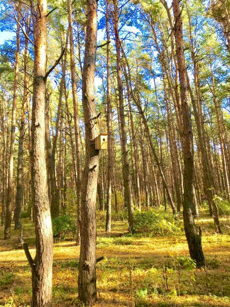 秋天的森林里，五彩缤纷的油漆。图片下载