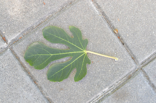 无花果树的叶子图片下载
