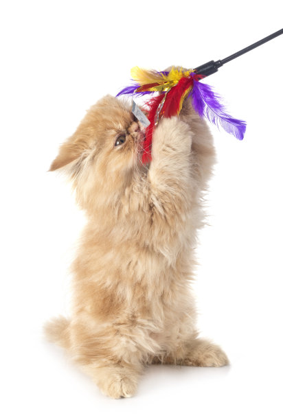 波斯的小猫图片下载