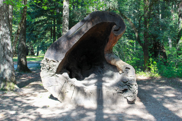 加州莱格特附近一棵倒下的红杉树，里面有一个大洞图片下载