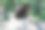 加州莱格特附近一棵倒下的红杉树，里面有一个大洞图片下载