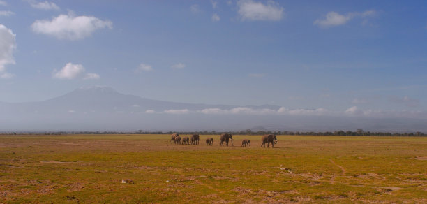 一群非洲象走在肯尼亚的荒野里图片下载