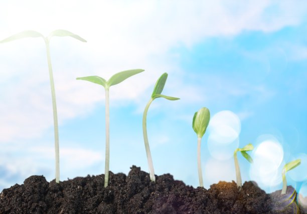 幼苗。图片下载