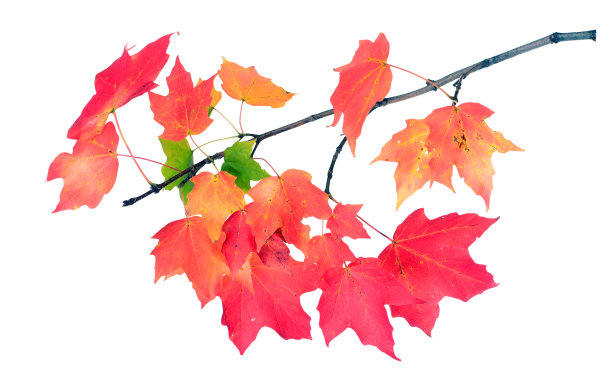 枫叶分支图片下载