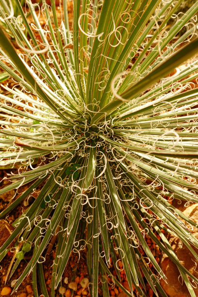 仙人掌植物特写图片下载