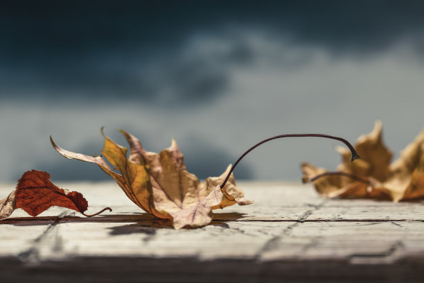 秋天乌云密布，枫叶干枯。图片下载