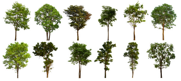 孤立的树集位于白色背景上。在白色背景上收集孤立的树图片下载