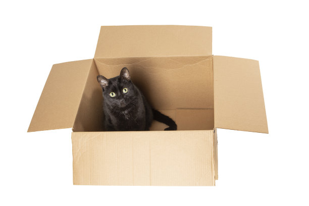 黑猫躲在盒子里图片下载