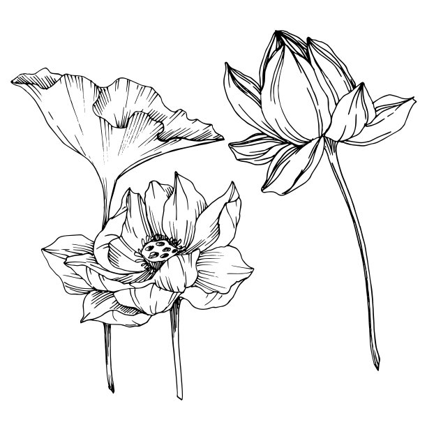 向量莲花花植物花。黑白篆刻水墨艺术。孤立的荷花插图元素。图片下载