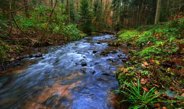 秋天落叶褐色的松林中的一条小河。法国阿尔萨斯图片下载