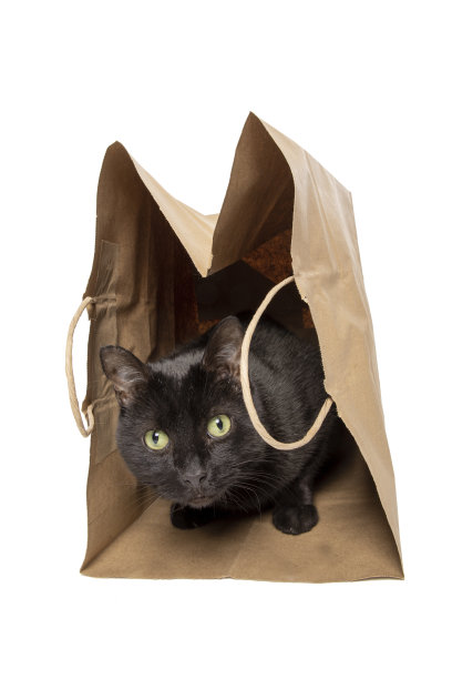 纸袋里的黑猫图片下载