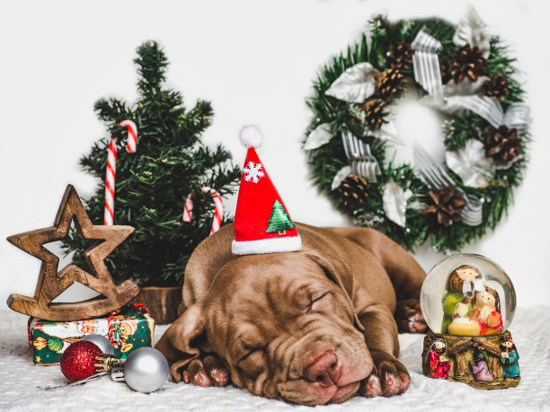 年轻可爱的小狗和节日盒子图片下载