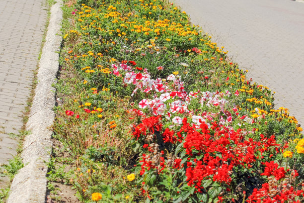 街上的花在路边图片下载