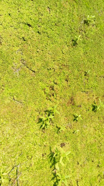 山上绿色岩石表面的小植物。图片下载