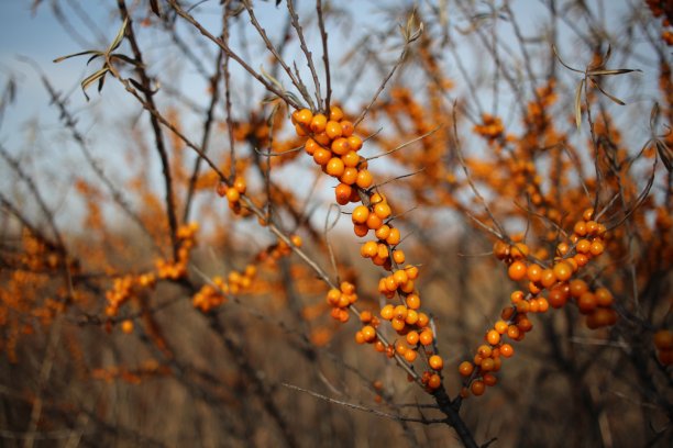 灌木枝桠上多汁的秋橙沙棘浆果是富含维生素的成熟有益食物图片下载