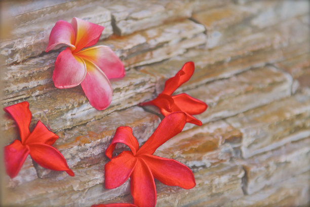 普米拉花对石板瀑布的背景图片下载