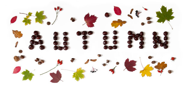 文字“秋天”的栗子，与树叶，橡子和玫瑰果，秋天的旗帜孤立在白色的背景，图片下载