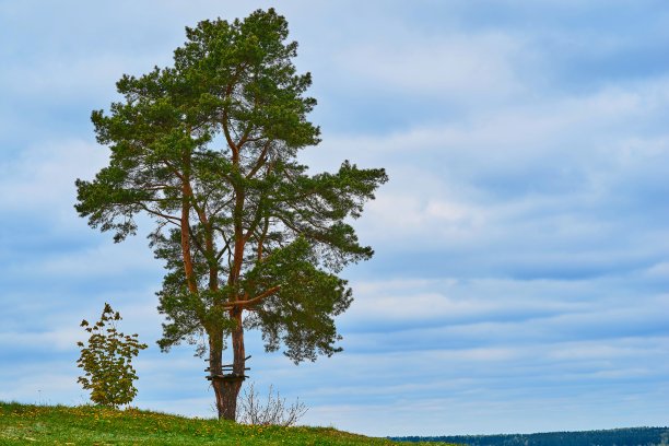 一棵大树映衬着晴朗的天空图片下载