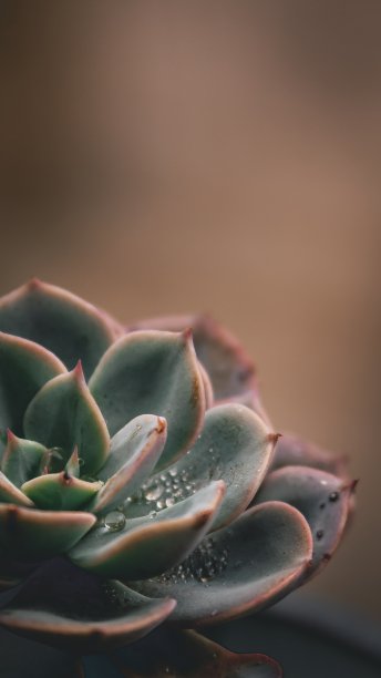 多汁的图片下载