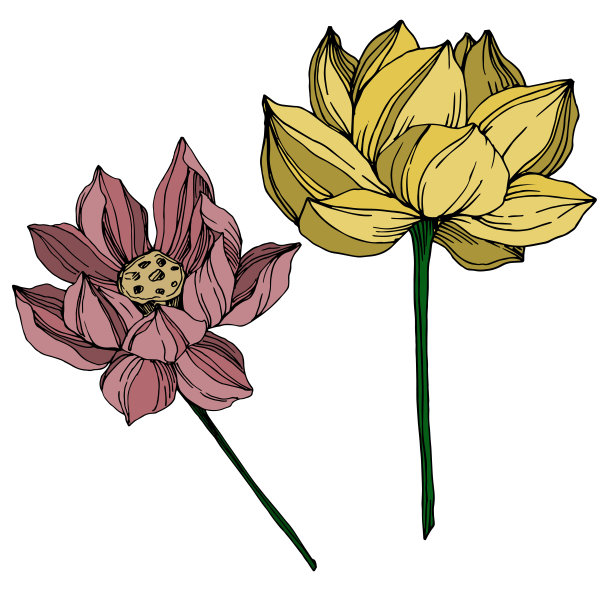 向量莲花花植物花。黑白篆刻水墨艺术。孤立的荷花插图元素。图片下载