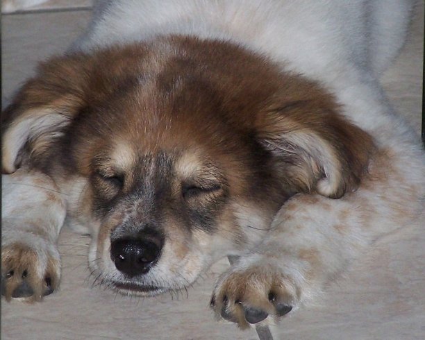 可爱的小狗的脸图片下载