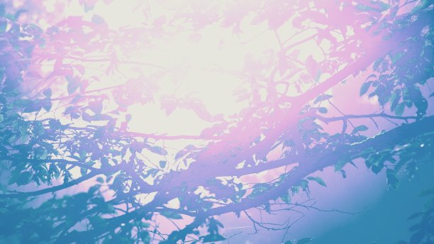 艺术多彩的日出照片森林背景图片下载