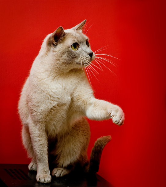 猫和红色背景图片下载