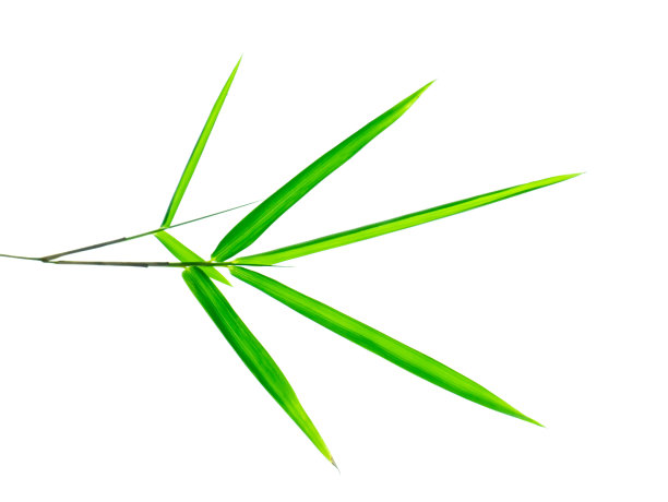 白色背景上的竹叶图片下载