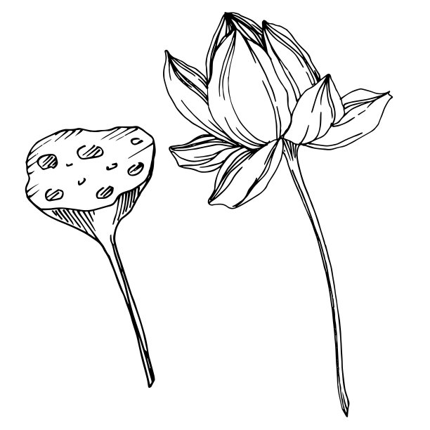 向量莲花花植物花。黑白篆刻水墨艺术。孤立的荷花插图元素。图片下载