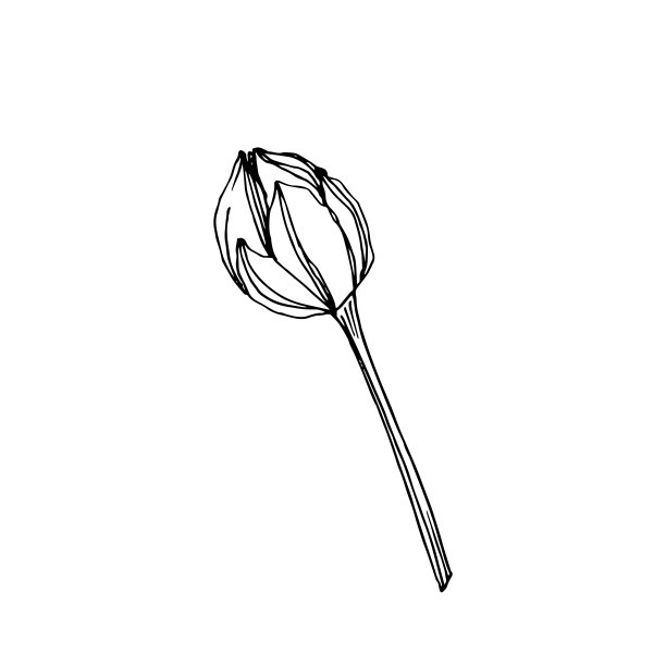 向量莲花花植物花。黑白篆刻水墨艺术。孤立的荷花插图元素。图片下载