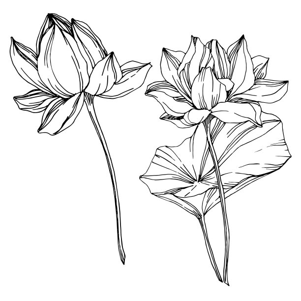 向量莲花花植物花。黑白篆刻水墨艺术。孤立的荷花插图元素。图片下载