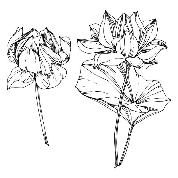 向量莲花花植物花。黑白篆刻水墨艺术。孤立的荷花插图元素。图片下载