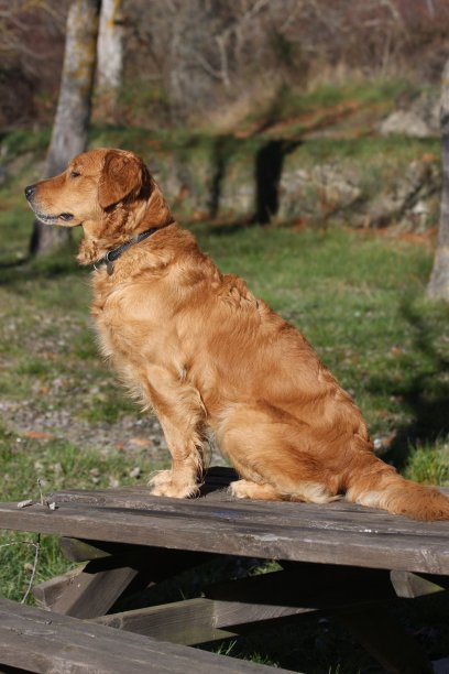 在一个阳光明媚的日子里，一个美丽的棕色狗在一个花园的木头桌子上的特写-图像图片下载