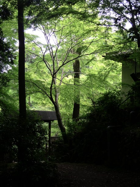 森林里的一栋老房子。图片下载