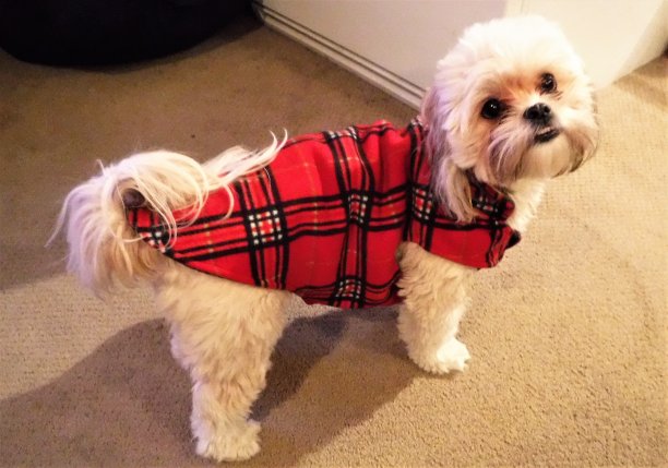 可爱的小狗穿着红色格子冬季夹克图片下载