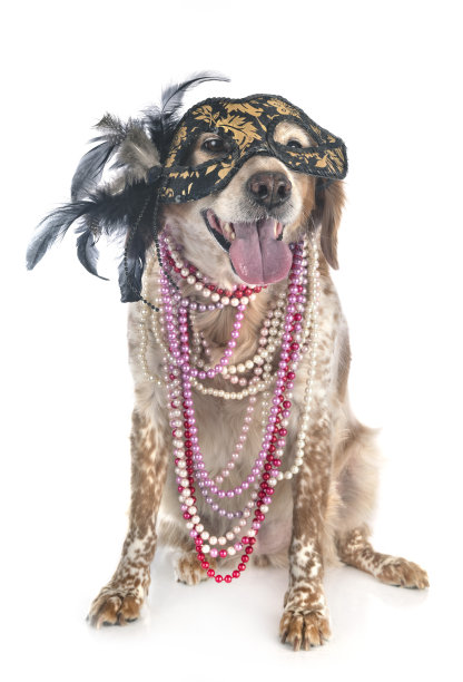 布列塔尼犬图片下载