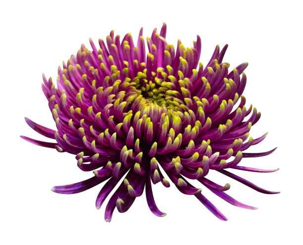 美丽的红色大丽花孤立在白色的背景图片下载