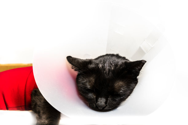 静脉滴注法的猫图片下载