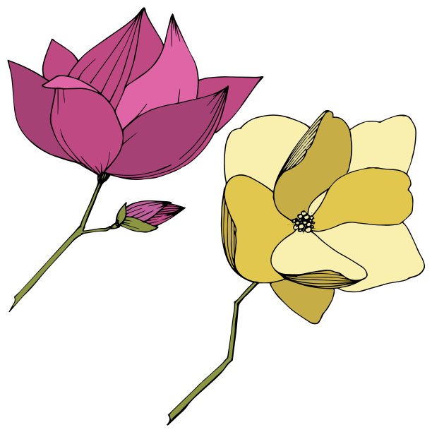 载体木兰花植物花。紫色和黄色的雕刻水墨艺术。孤立木兰插图元素。图片下载